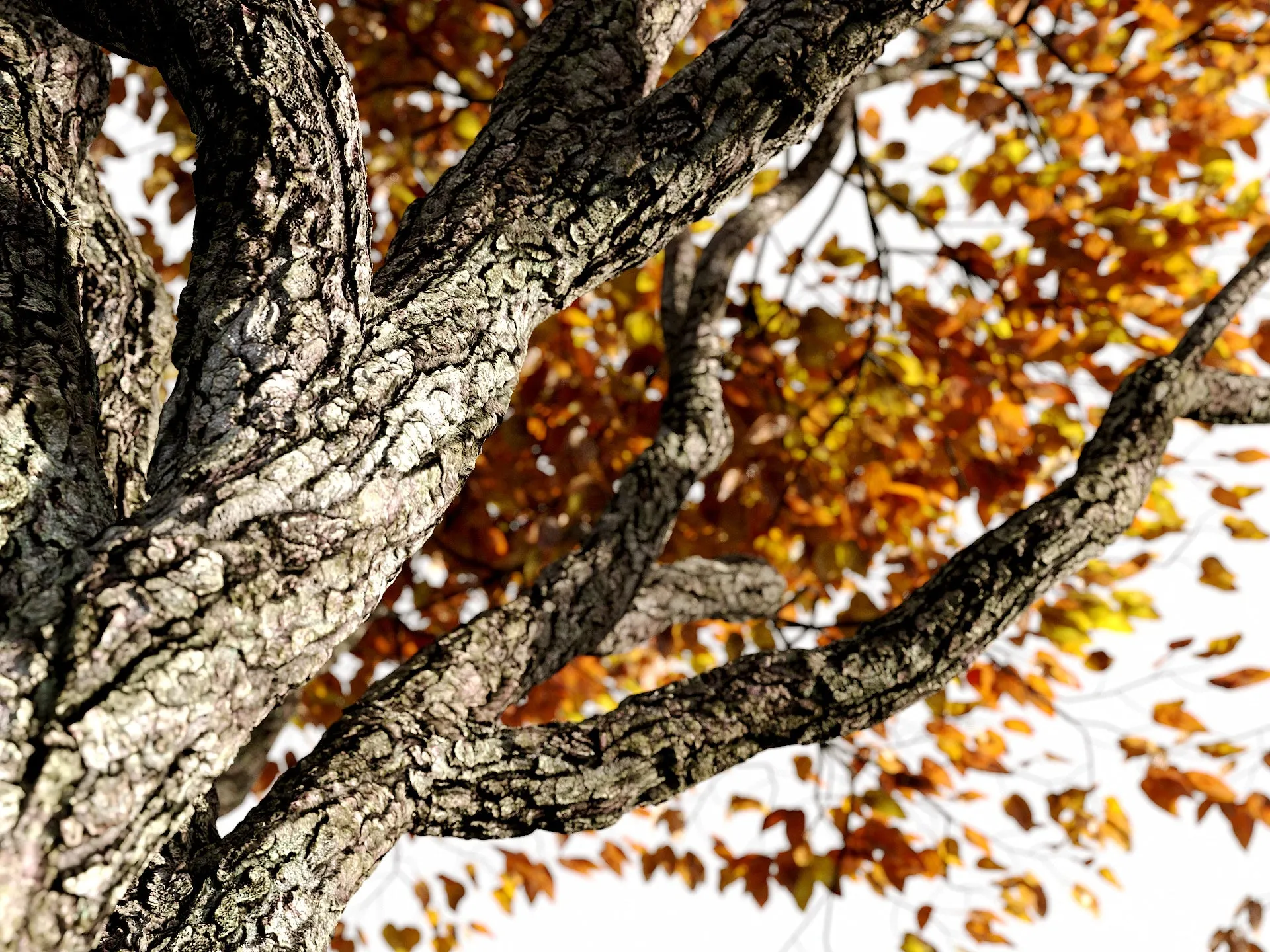 Broadleaf 4 Seasons