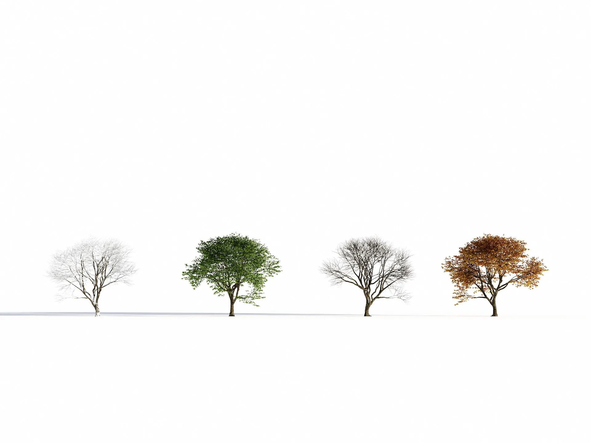 Broadleaf 4 Seasons
