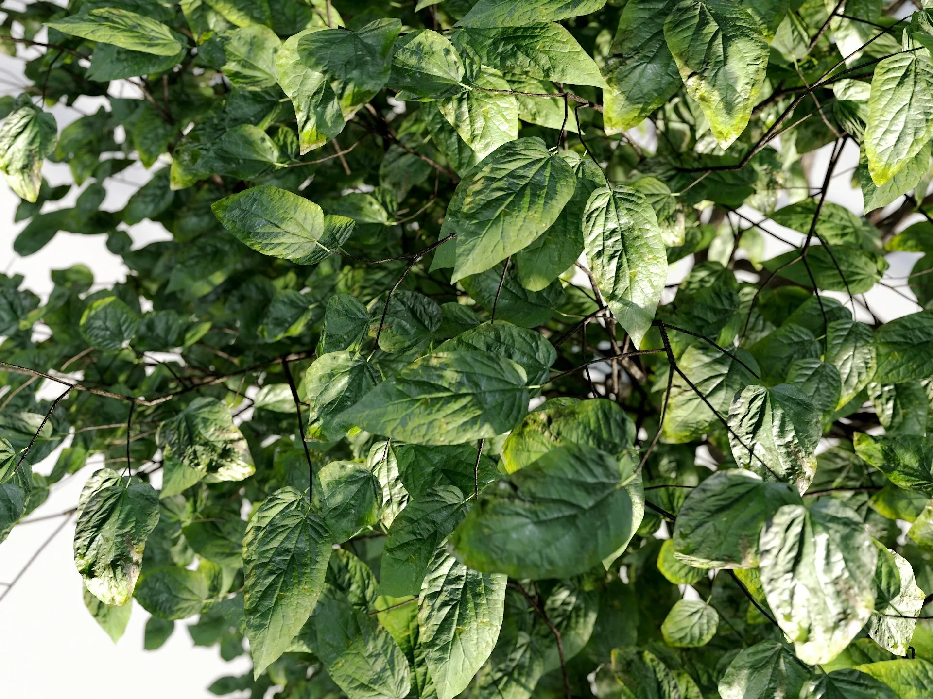Broadleaf 4 Seasons