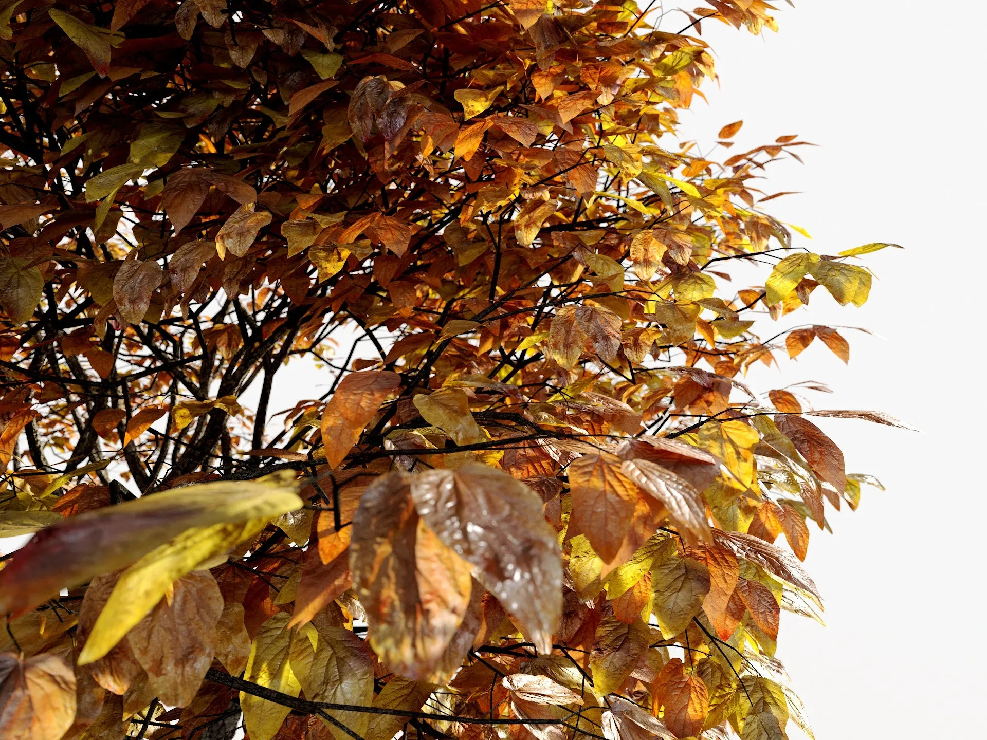 Broadleaf 4 Seasons