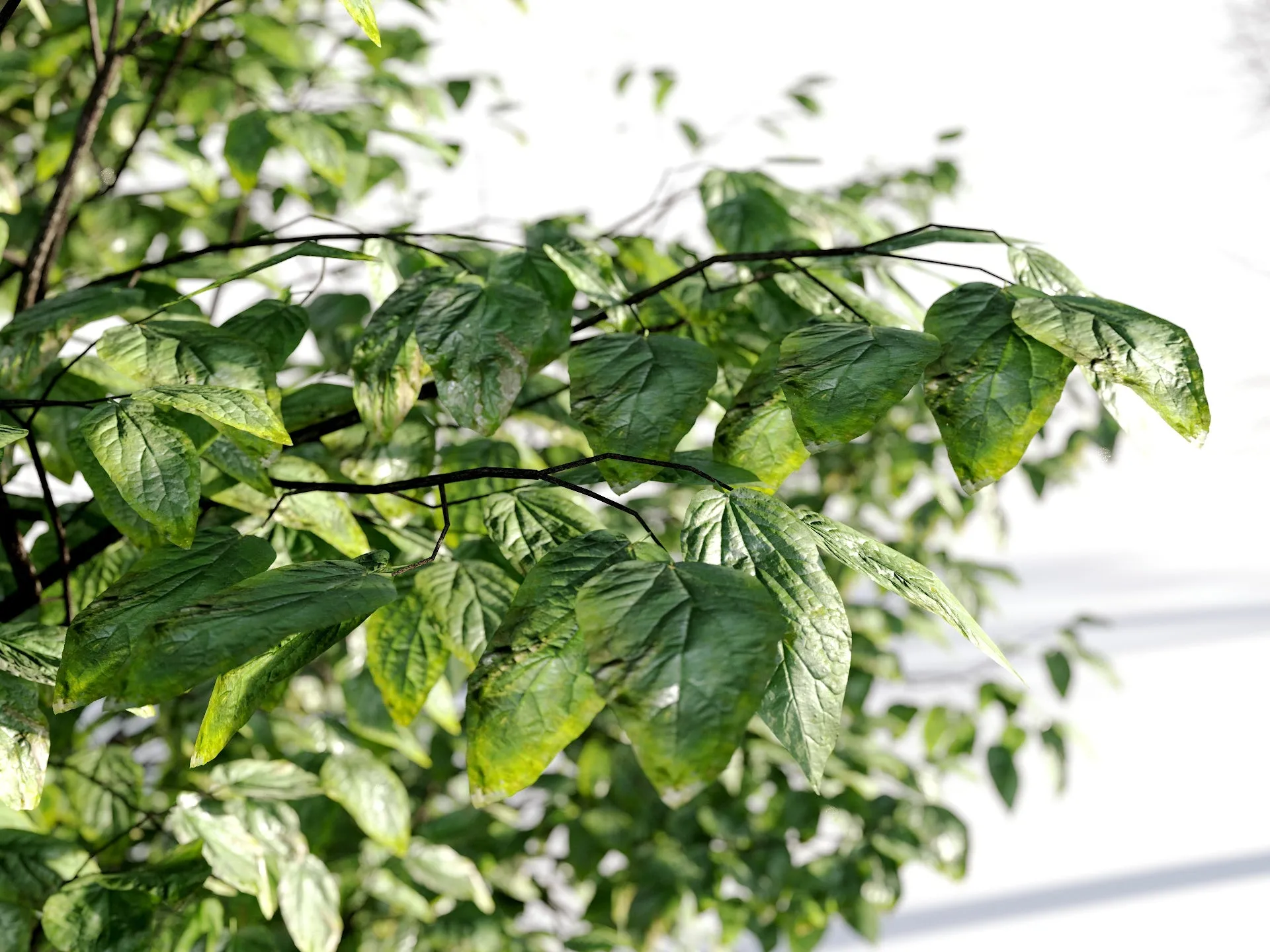 Broadleaf 4 Seasons